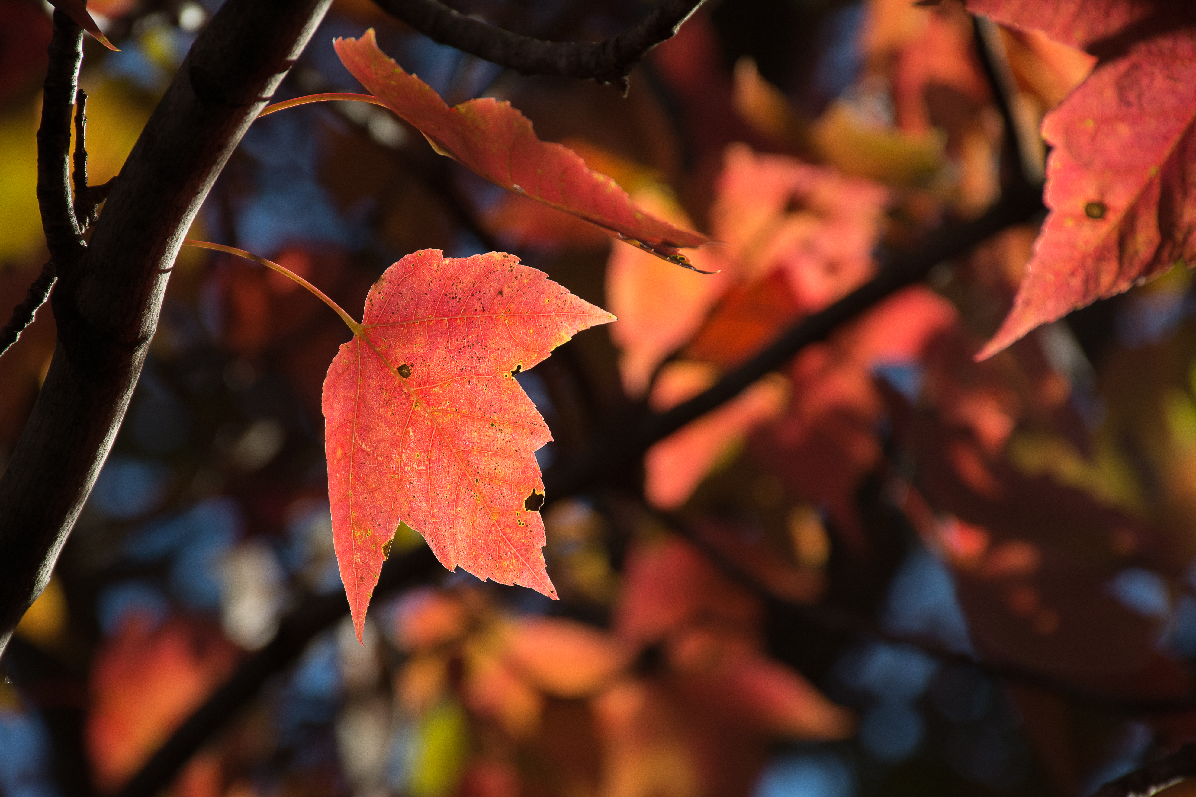 Red Maple Leaf | Shutterbug
